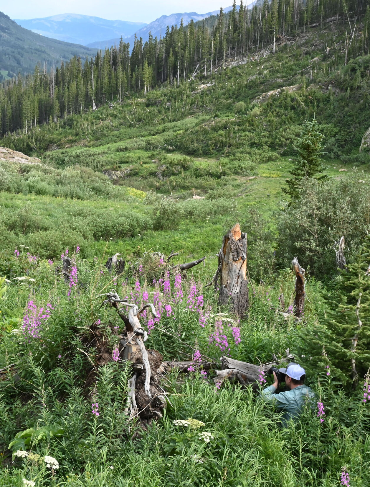 072420-news-wildflowers 03.JPG